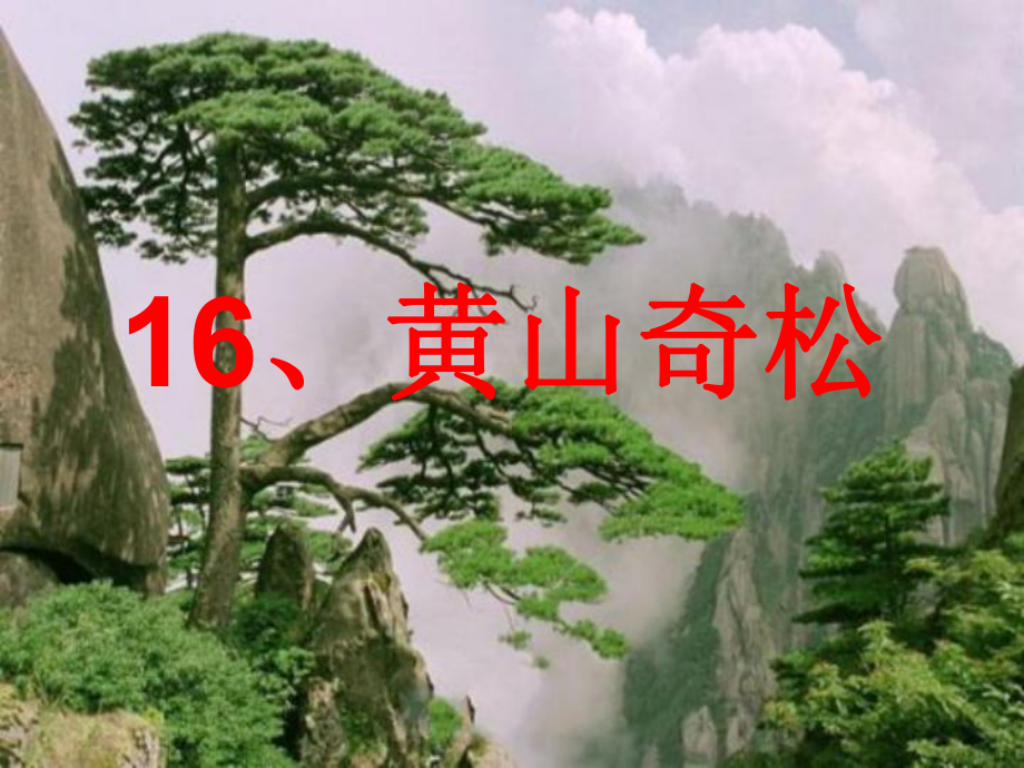 苏教版小学语文五年级上册《黄山奇松》课件2_第1页