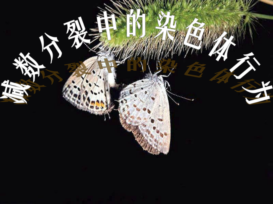 蘇教版高中生物課件《減數(shù)分裂中的染色體行為》_第1頁(yè)