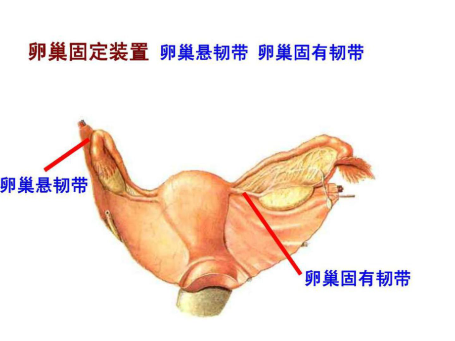 女性生殖系统