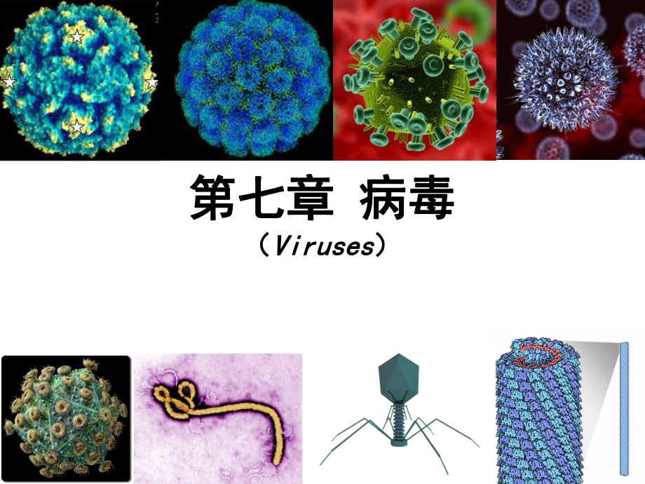 微生物学：第七章 病毒_第1页