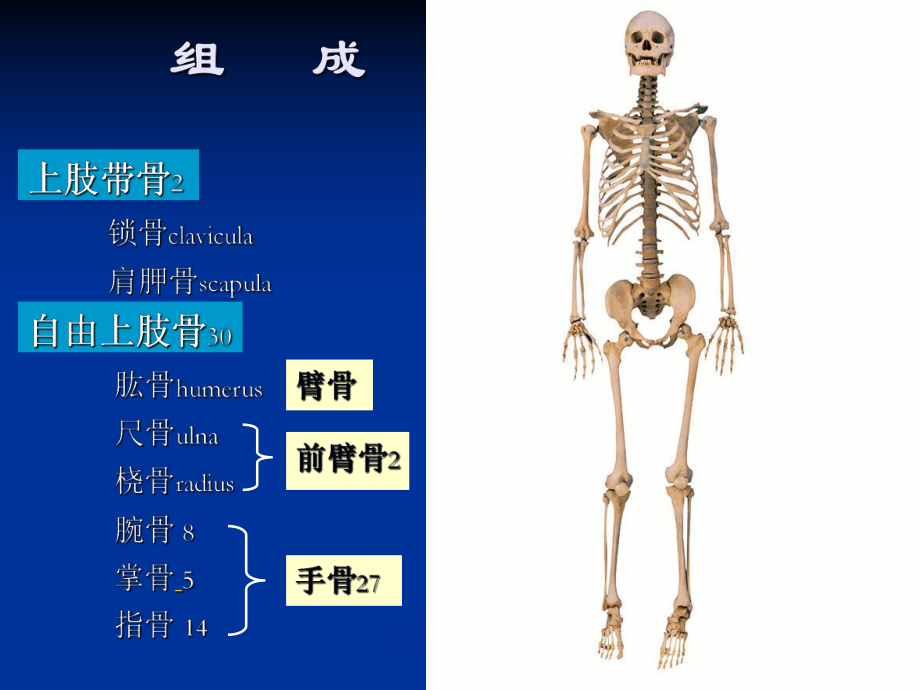 人体四肢是指哪四肢图片