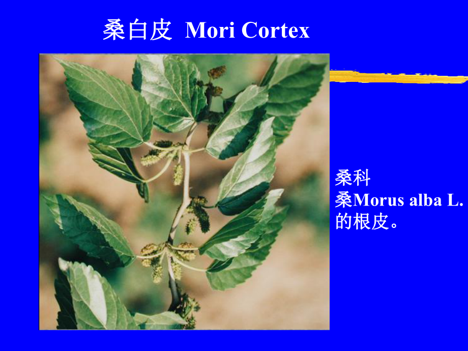 中药鉴定学：皮类讲稿（使用稿）_第1页