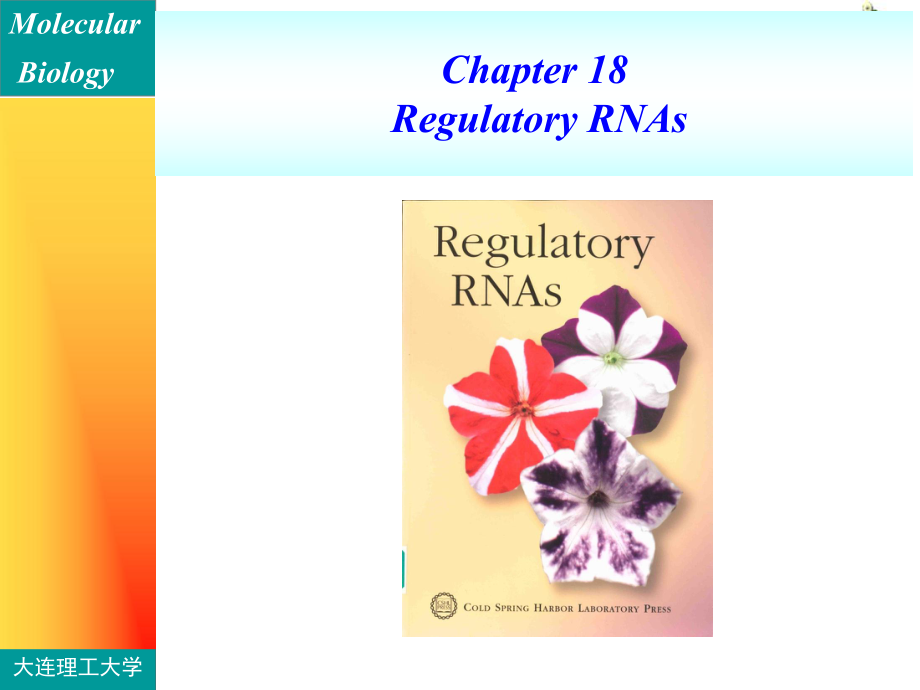 分子生物学英文课件：lecture10+regulatory+RNAs_第1页