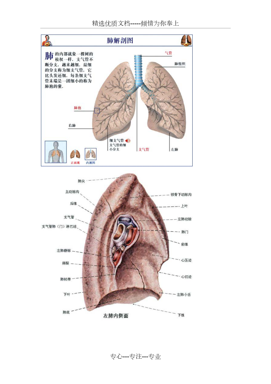 肺部的解剖结构共13页