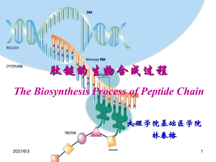 第12章3节肽链的生物合成过程_第1页