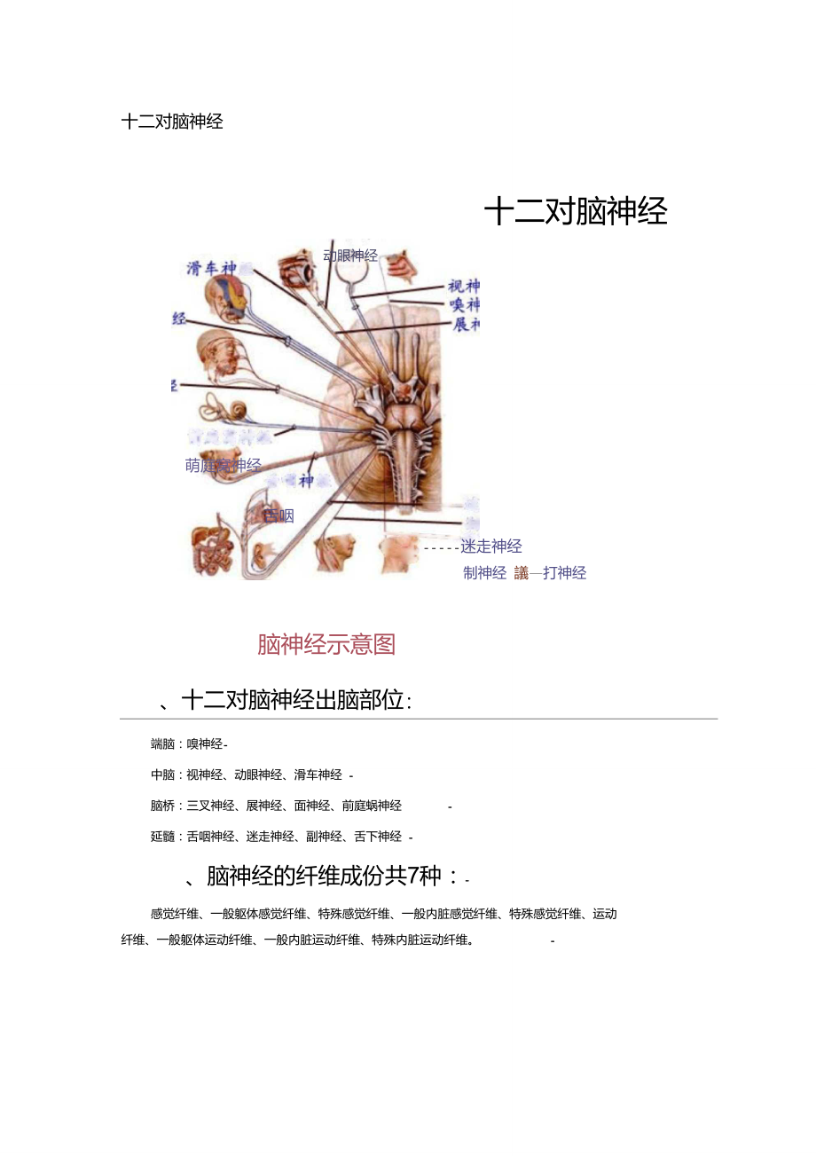 十二對腦神經附圖