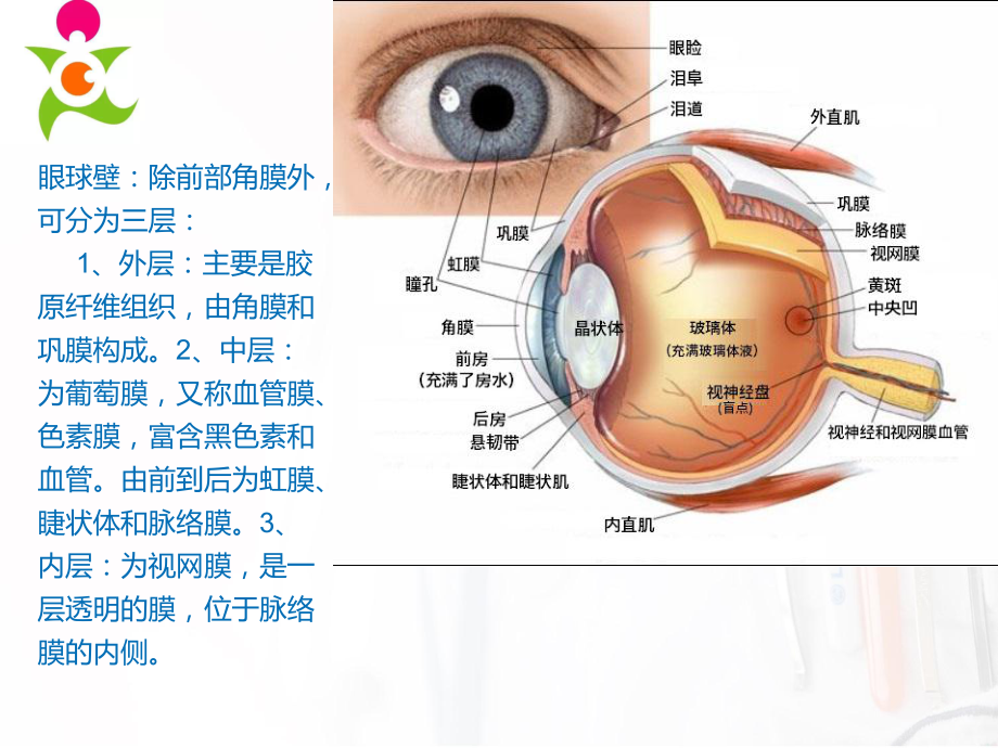 眼的解剖及眼外肌