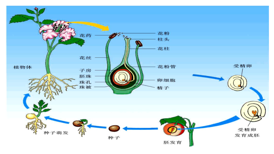 被子植物的一生复习演示课件