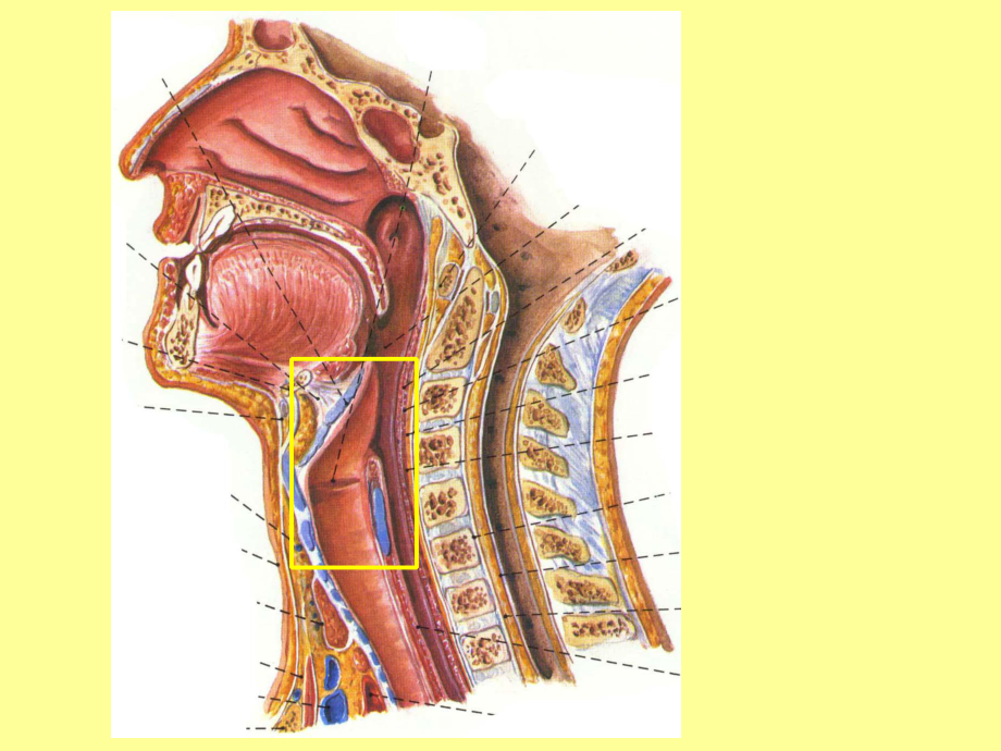 喉讲稿喉的应用解剖学和生理学