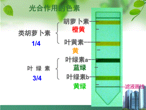 实验光合色素的提取与分离