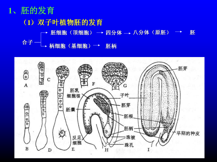 植物学课件:第8章种子植物的形态结构