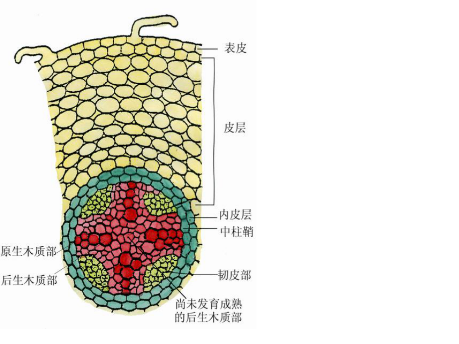 双子叶植物横切面构造图片