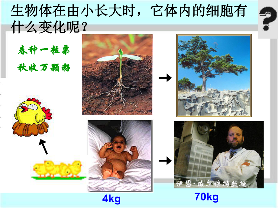 上课第一节细胞通过分裂产生新细胞_第1页