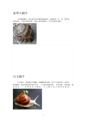 蜗牛分类介绍