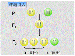 內(nèi)蒙古自治區(qū)赤峰市元寶山區(qū)二中高二生物 自由組合定律 課件