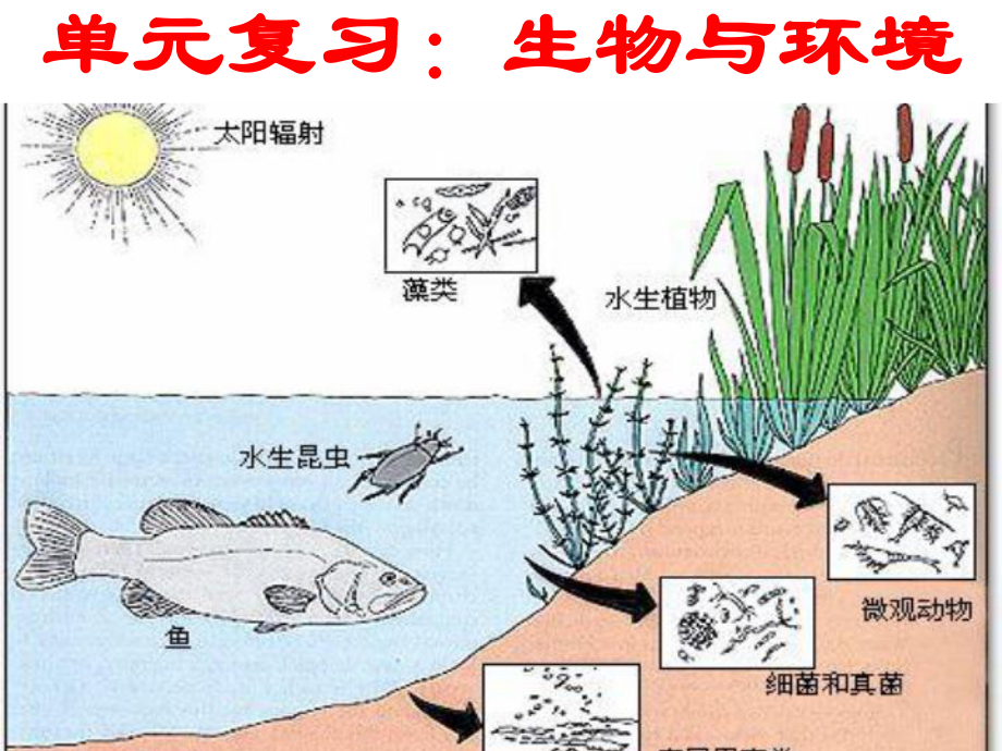 山東省棗莊四中七年級(jí)生物 生態(tài)系統(tǒng)課件_第1頁