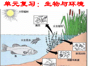 山東省棗莊四中七年級生物 生態(tài)系統(tǒng)課件