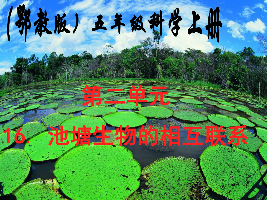 五年級科學(xué)上冊 池塘生物的相互聯(lián)系 1課件 鄂教版_第1頁