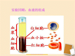 【教學(xué)課件】第四章 第二節(jié)《血流的管道--血管》