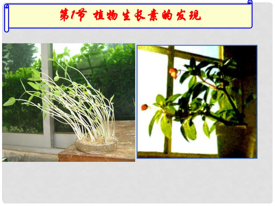 山東省高中生物備課資料 3.1 植物生長(zhǎng)素的發(fā)現(xiàn)課件 新人教版必修3_第1頁(yè)