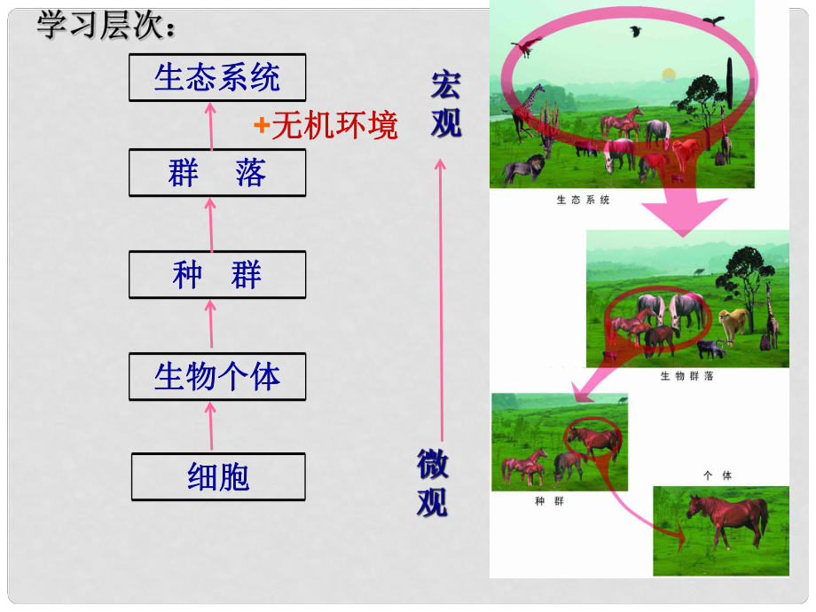 山東省高中生物備課資料 生態(tài)系統(tǒng)的結(jié)構(gòu)5課件 新人教版必修3_第1頁