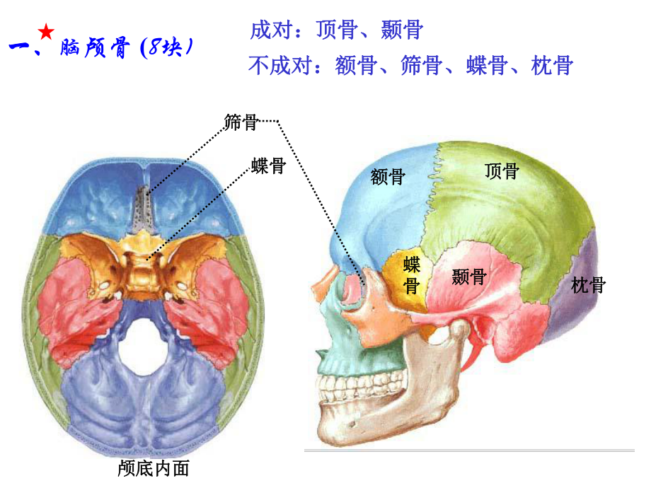 人体解剖学颅骨