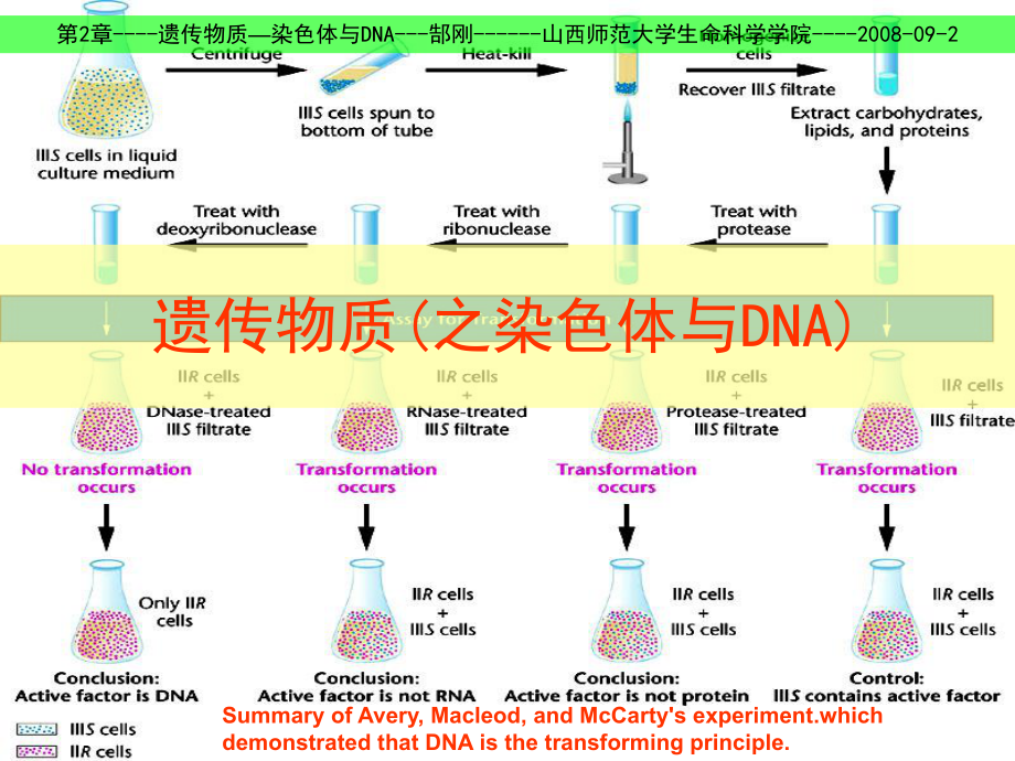 染色体1色体和DNA结构_第1页