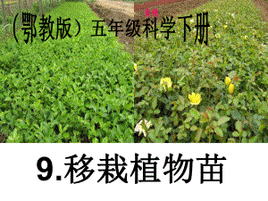 （鄂教版）五年級(jí)科學(xué)下冊(cè)《移栽植物苗》教學(xué)課件1