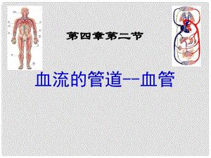 山東省臨沭縣第三初級中學八年級生物下冊《血流的管道》課件 新人教版