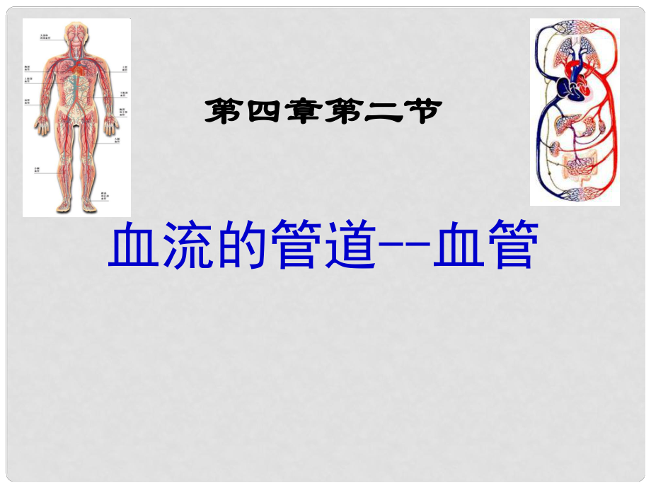 山東省臨沭縣第三初級(jí)中學(xué)八年級(jí)生物下冊(cè)《血流的管道》課件 新人教版_第1頁