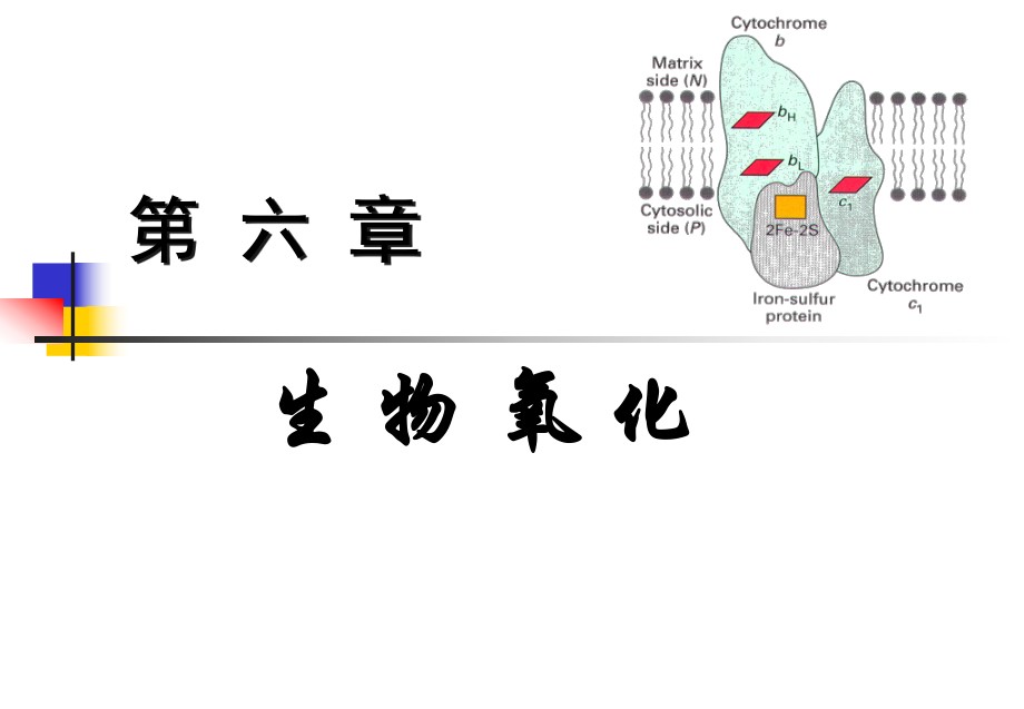 生物化學(xué)：第六章 生物氧化_第1頁(yè)