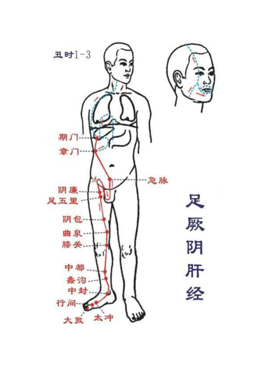 可放大的12经络图图解图片