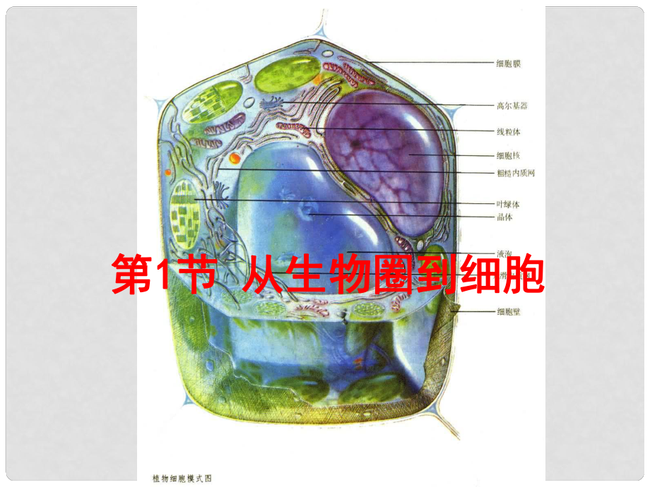 山東省冠縣一中高一生物 從生物圈到細(xì)胞課件_第1頁(yè)