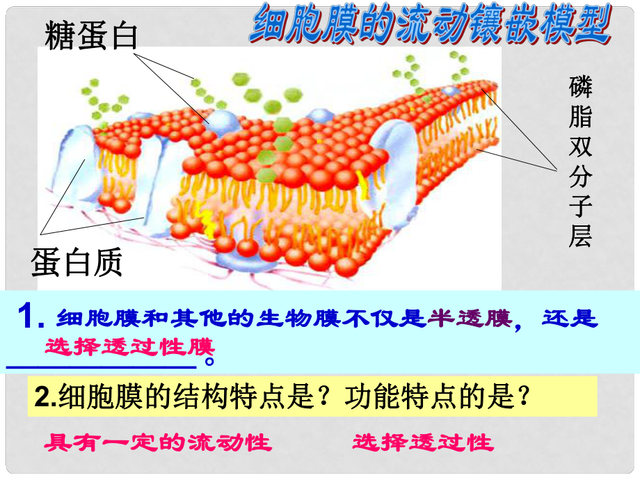 高中生物《第四章 第三節(jié) 物質(zhì)跨膜運(yùn)輸?shù)姆绞健氛n件6 新人教版必修1_第1頁(yè)