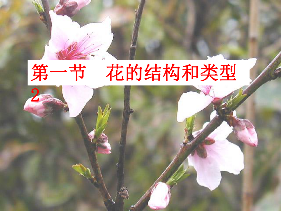 山東省棗莊市嶧城區(qū)吳林街道中學(xué)八年級(jí)生物上冊(cè) 第四單元 第一章 第一節(jié) 花的結(jié)構(gòu)和類(lèi)型講課第二課時(shí)課件 濟(jì)南版_第1頁(yè)