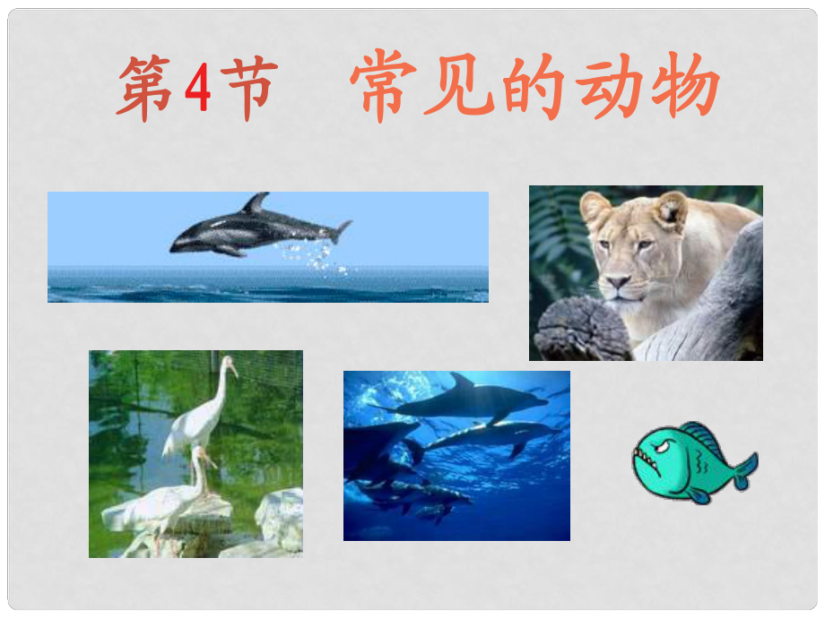 浙江省永嘉縣大若巖鎮(zhèn)七年級科學(xué) 第四節(jié)第1課時 常見的動物課件 浙教版_第1頁