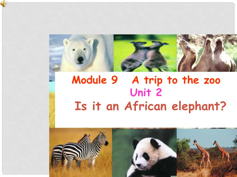 浙江省海鹽縣七年級英語 Module 9 Unit 2 Is it an African elephant課件 人教新目標(biāo)版_第1頁