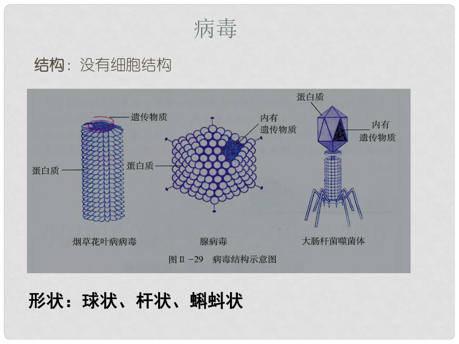 山東省鄒城四中八年級生物上冊《細菌、真菌和病毒》復(fù)習課件 新人教版_第1頁