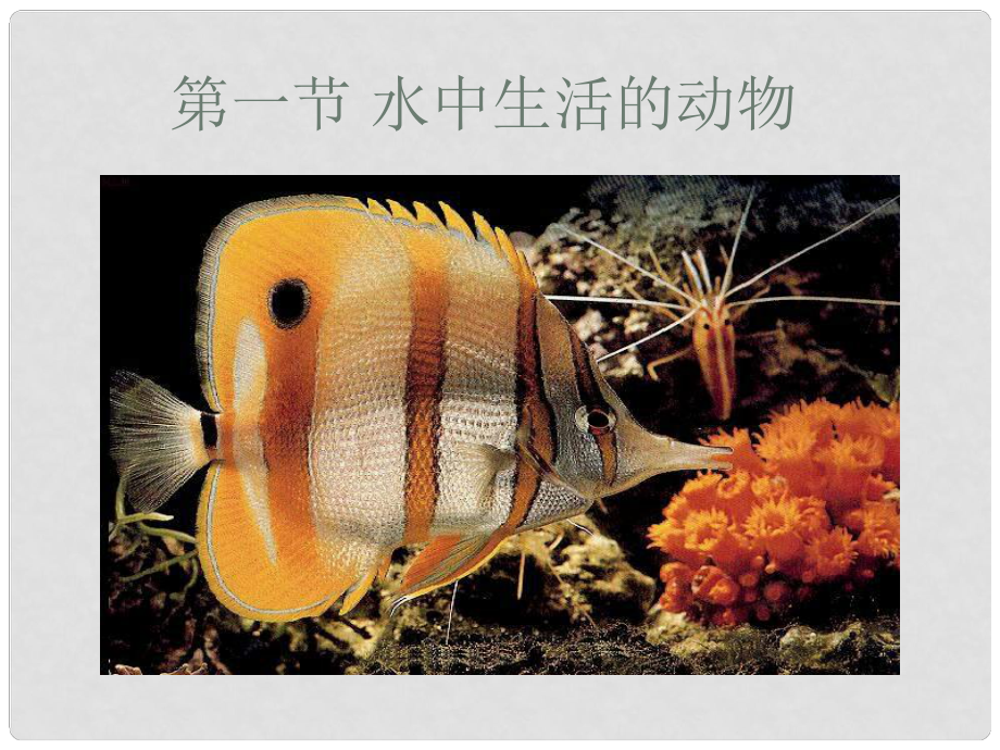 八年級生物上冊 第五單元 第一章 各種環(huán)境中的動物 第一節(jié) 水中生活的動物課件 新人教版_第1頁