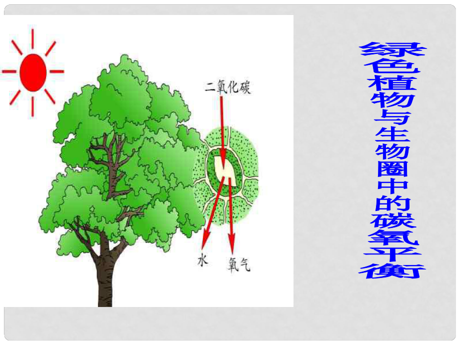 中考生物 查漏補缺復(fù)習(xí) 專題六 綠色植物與生物圈中的碳氧平衡課件_第1頁