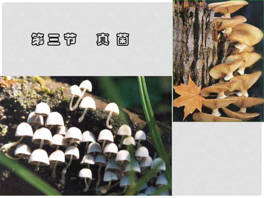 八年級生物上冊 第5單元 第4章 細(xì)菌和真菌 第三節(jié) 真菌課件1 新人教版_第1頁