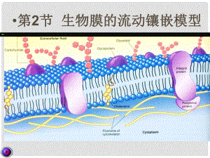 高中生物《第四章 第二節(jié) 生物膜的流動(dòng)鑲嵌模型》課件2 新人教版必修1