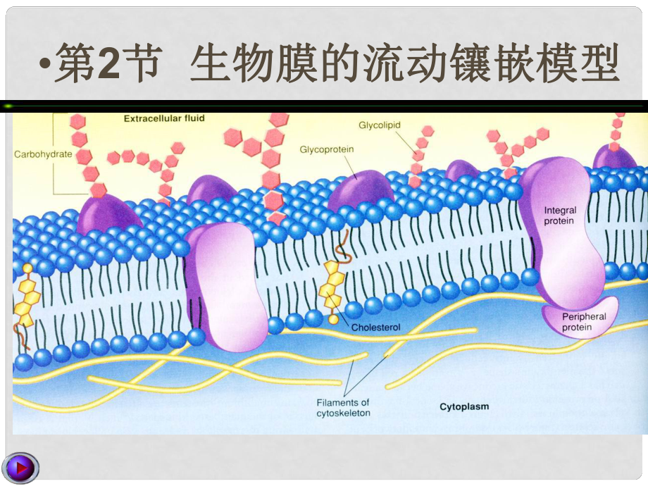 高中生物《第四章 第二節(jié) 生物膜的流動(dòng)鑲嵌模型》課件2 新人教版必修1_第1頁