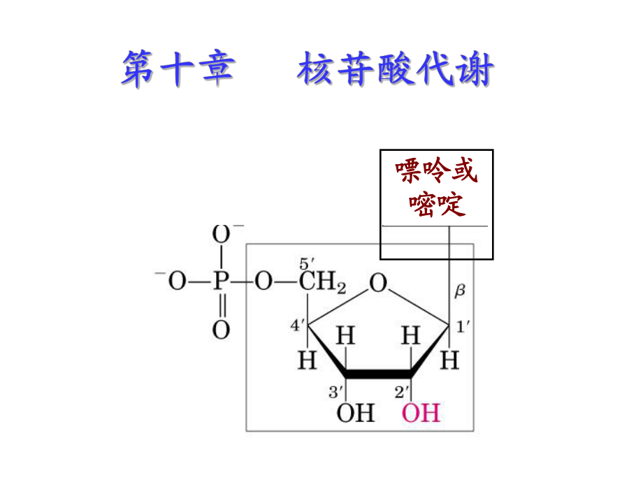 第十章 核苷酸代謝_第1頁