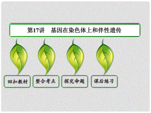 高考生物一輪復(fù)習(xí) 第17講 基因在染色體上和伴性遺傳課件