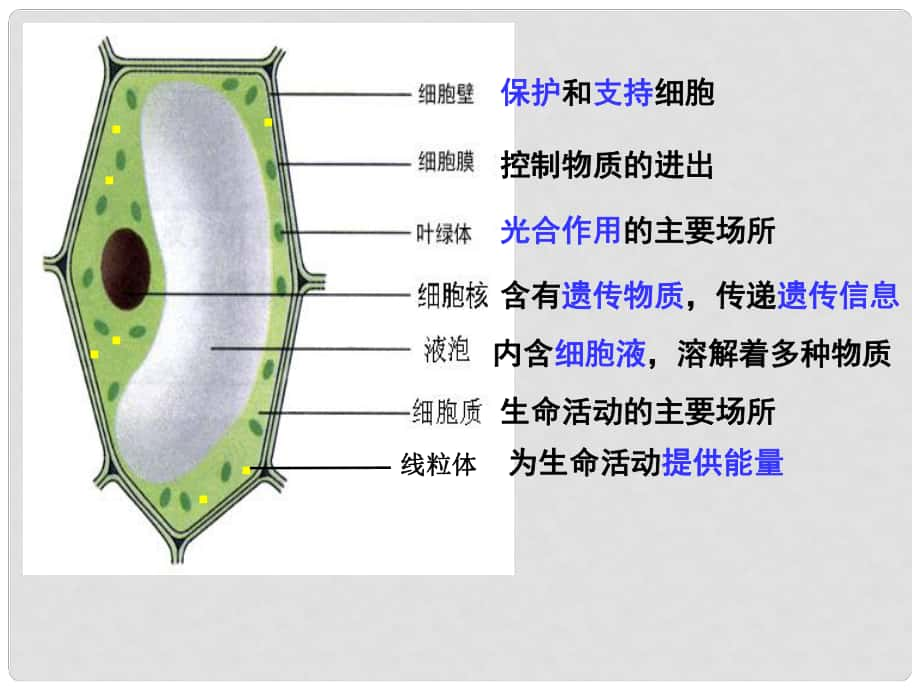 山東省高密市銀鷹文昌中學(xué)七年級生物上冊 細(xì)胞的結(jié)構(gòu)和功能（二）課件 濟(jì)南版_第1頁