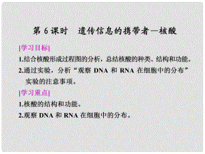 高中生物 第2章 第6課時(shí)遺傳信息的攜帶者 核酸課件