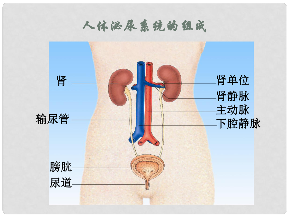 云南省祥云县禾甸中学七年级生物下册111人体泌尿系统的组成课件苏教