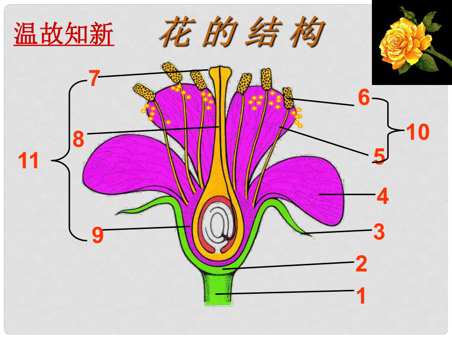 山東省棗莊市嶧城區(qū)吳林街道中學(xué)八年級生物上冊 第四單元 第一章 第二節(jié) 傳粉和受精第一課時課件 濟南版_第1頁