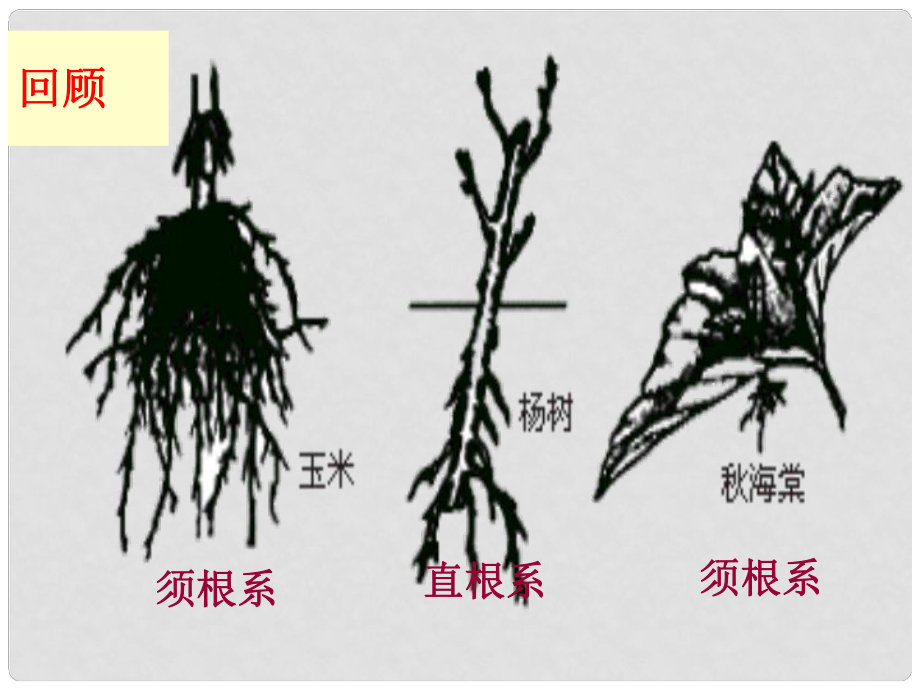 重慶市萬州區(qū)塘坊初級中學七年級生物上冊 第六章 綠色開花植物的生活史 63 生殖器官的生長課件 北師大版_第1頁